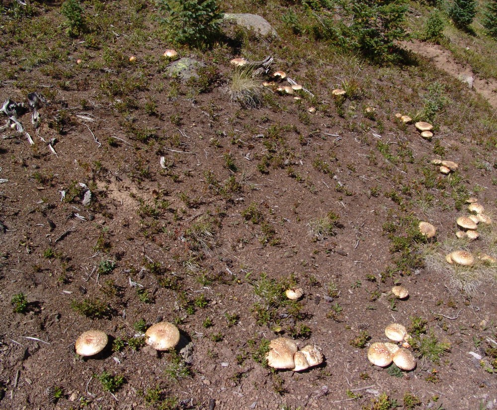 circle of fly agarics